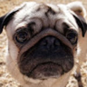 Meet your Posher, Solovino